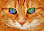 cat-eyes-green-cat-s-eyes-preview.gif