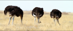 Ostrich with heads in sand.png