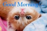 270840-Good-Morning-Cat.jpg