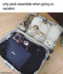 thumb_only-pack-essentials-when-going-on-vacation-asus-dailyhaha-com-only-61810986.png