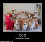 ocd funny-dog-pictures-corgi-disorder.jpg
