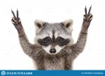 portrait-funny-raccoon-showing-sign-peace-isolated-white-background-125432535.jpg