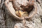 comedy-wildlife-photography-awards-winners-2019-2.jpg comedy-wildlife-photography-awards-winners-2019-2.jpg
