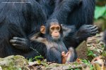 comedy-wildlife-photography-awards-winners-2019-18.jpg comedy-wildlife-photography-awards-winners-2019-18.jpg