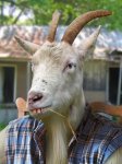 Hillbilly-Goat-21630.jpg