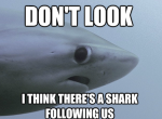 the-best-funny-pictures-of-shy-shark-meme-10.png