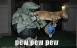 Funny-Dog-picture-with-caption-pew-pew-pew.jpg