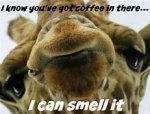 camelcoffee.jpg