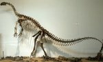 plateosaurus-mount.jpg