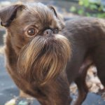 nuts-the-bearded-dog-chewbacca-01.jpg