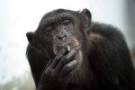 Monkey Smoking Cigrate.jpg