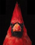 Tim-Flach-Virginia-Cardinal.jpg