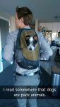 the-best-funny-pictures-of-pack-animals-dog-backpack.jpg