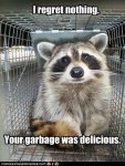 1579234524-75ddd_funny-pictures-raccoon-ate-your-garbage.jpg