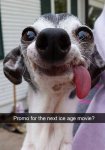 Funny-Snapchat-Dogs-9.jpg