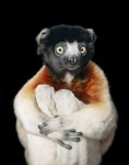Tim-Flach-Endangered-Crowned-Sifaka-Lemur.jpg