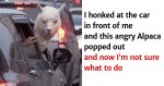 39-funny-animal-memes-that-are-impawsible-not-to-laugh-at.jpg