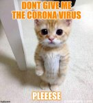 Corona Virus Cat.jpg