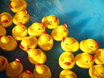 rubber-ducks.jpg rubber-ducks.jpg