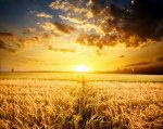 Burning-Wheat-Field-Photography.jpg Burning-Wheat-Field-Photography.jpg