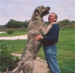 Irish_Wolfhound_Tall2.jpg