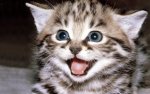 Cute-Kitten-Wallpaper-kittens-16094681-1280-800.jpg