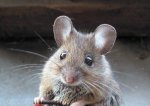mouse.jpg mouse.jpg