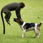 monkey.jpg