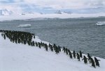 penguins-marching-gordon-wiltsie.jpg