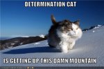 determination-cat-1.jpg