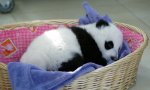 panda1.jpg panda1.jpg