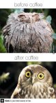 owl coffee.jpg