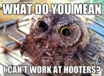 owl hooters.jpg