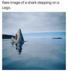 rare-image-of-a-shark-stepping-on-a-lego-4525934-1.png