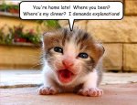 funny-animals-pictures-2-wide-wallpaper.jpg