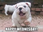 Wednesday cute dog.jpg
