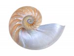 natural-nautilus-seashell-on-white-gill-billington.jpg