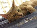 GOOD MORNING CAT.jpg
