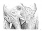 baby_elephant_drawing_by_mark_warren-dado3jc.jpg