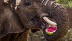 elephant eating.jpg
