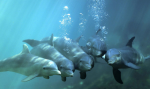 Leadership-in-Dolphins.png Leadership-in-Dolphins.png