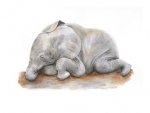 sleeping elephant.jpg
