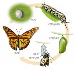 butterfly_lifecycle1.jpg
