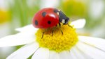 ladybug-daisy.ngsversion.1604088682286.adapt.1900.1.jpg