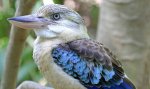 Blue_Winged_Kookaburra_-_Berry_Springs_-_Northern_Territory_-_Australia.jpg