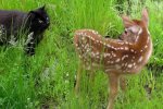 cat_deer.jpg