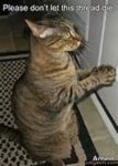 praying cat.02.jpg