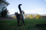 cat photo bomb picture.jpg