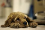 sad-dog.jpg
