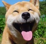 happy-dog.jpg
